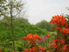 euphorbia plant