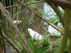 ducks on the pond at nature works