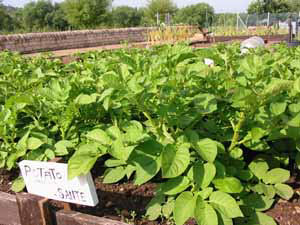 allotmentgardens