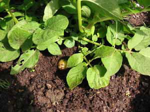 allotmentgardens