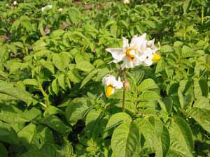 allotmentgardens