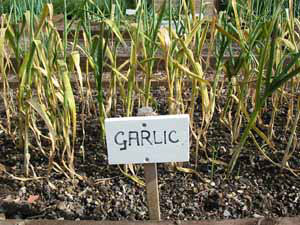 allotmentgardens