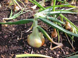 allotmentgardens