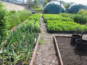 allotmentgardens