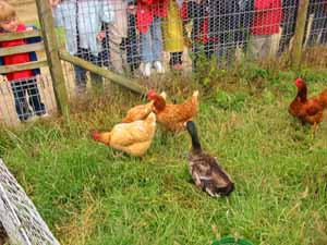 feeding the chickens at Earth Centre