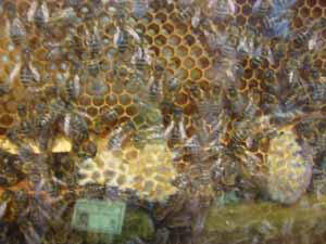 Bees in the hive