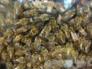 Bees in the hive