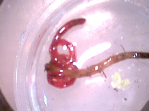 Red worm