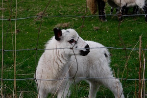 upper-wharfedale