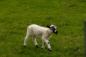 upper-wharfedale