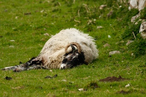 upper-wharfedale