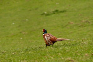 upper-wharfedale