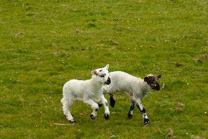 upper-wharfedale